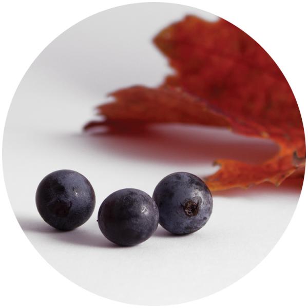 Tampas Pry-Off para Vinhos